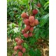 【預購商品】荔粒圓滿玉荷包(粒)1.8公斤/盒