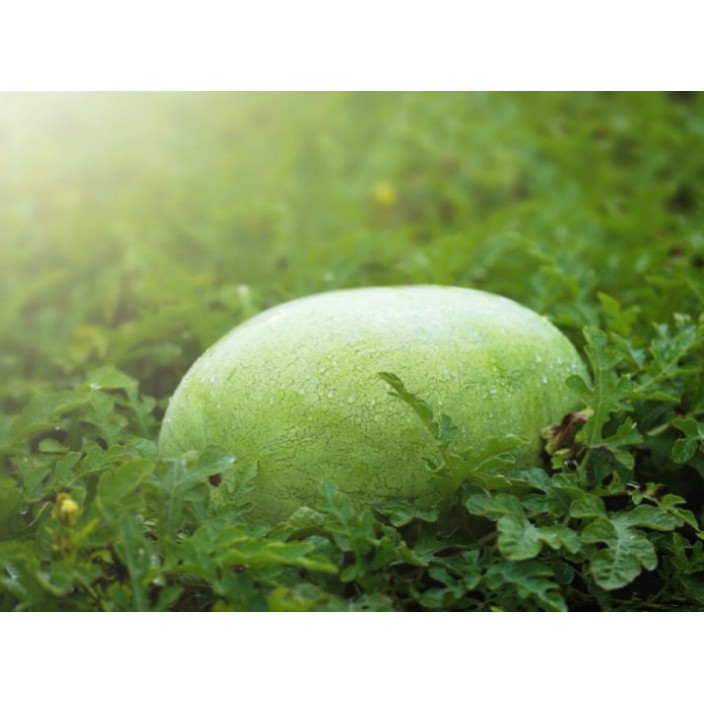【預購商品】大西瓜/顆