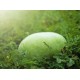 【預購商品】大西瓜/顆