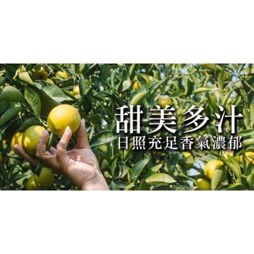 【預計12/5-12/10到貨】柳營旭日橙 15斤/箱 限自取
